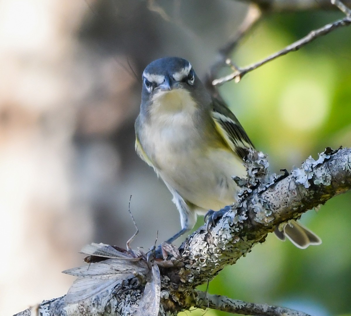 フタスジモズモドキ - ML644887445