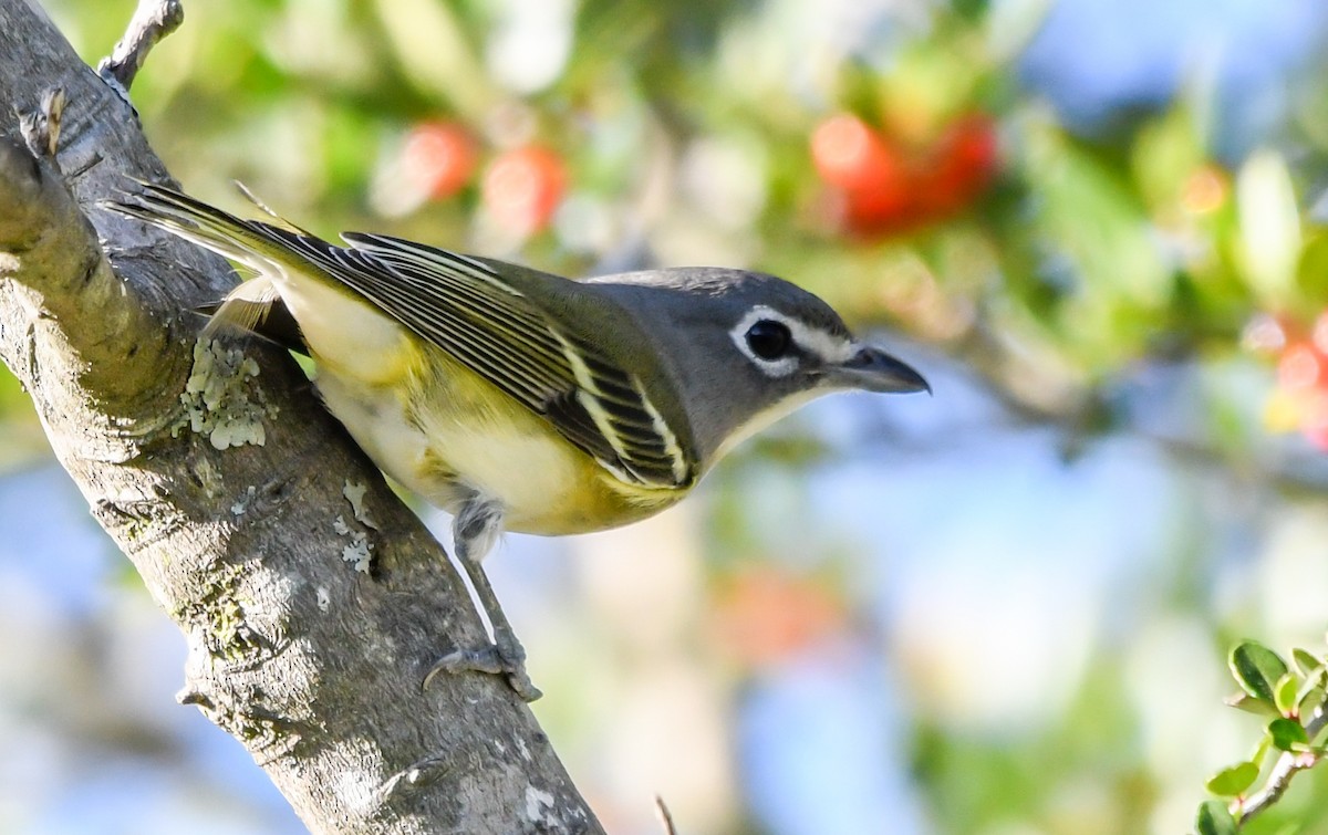 フタスジモズモドキ - ML644887446