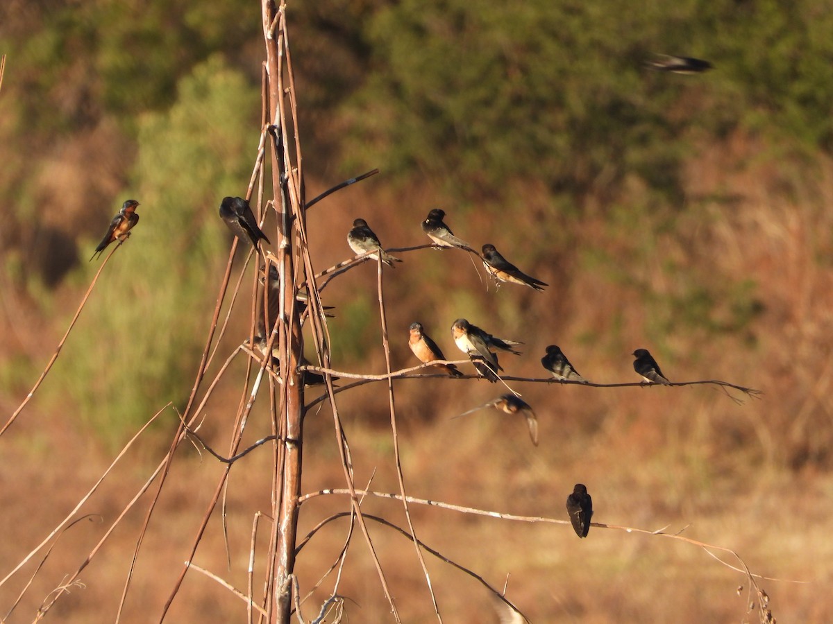 Ластівка сільська - ML644887449