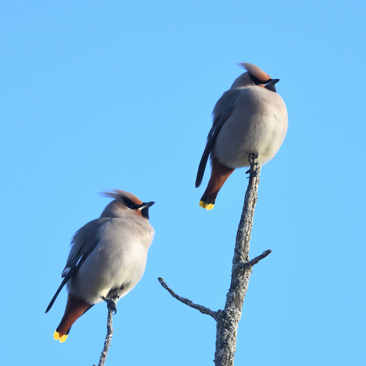 Bohemian Waxwing - ML644887452