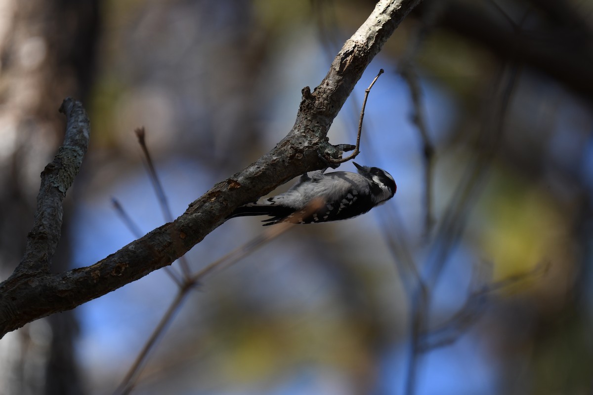 Dunenspecht - ML644887454