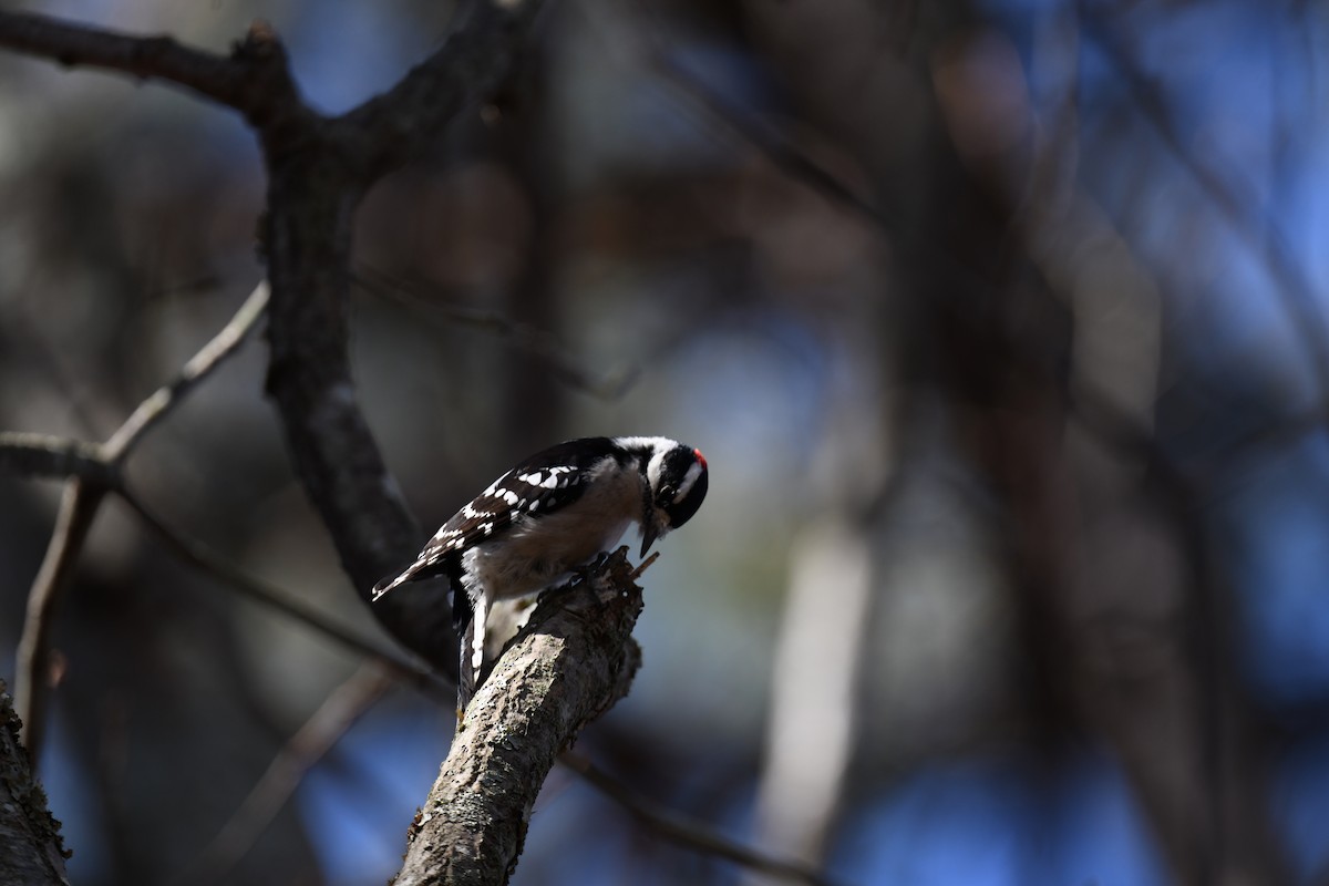 Dunenspecht - ML644887460