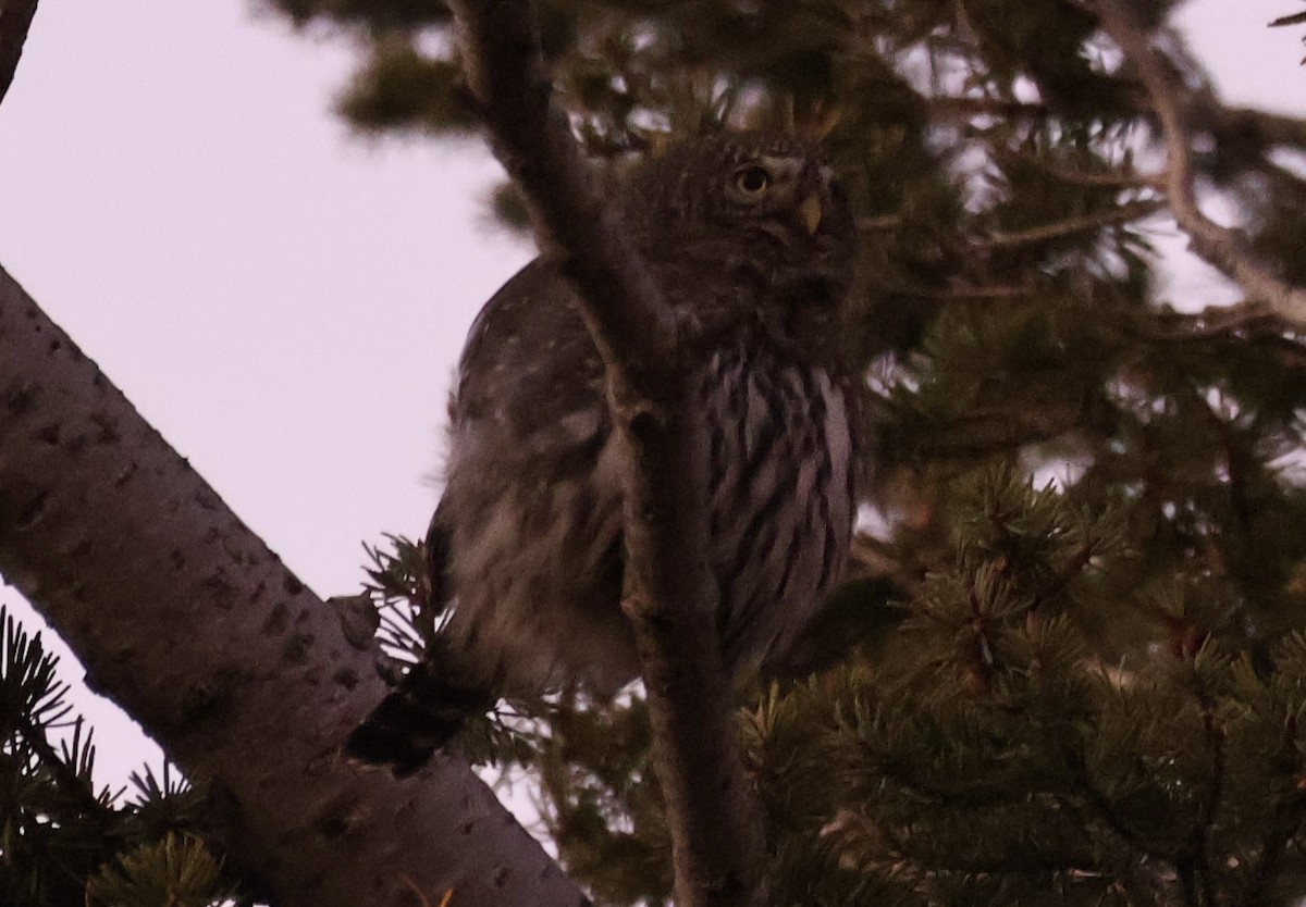 Northern Pygmy-Owl - ML644887461