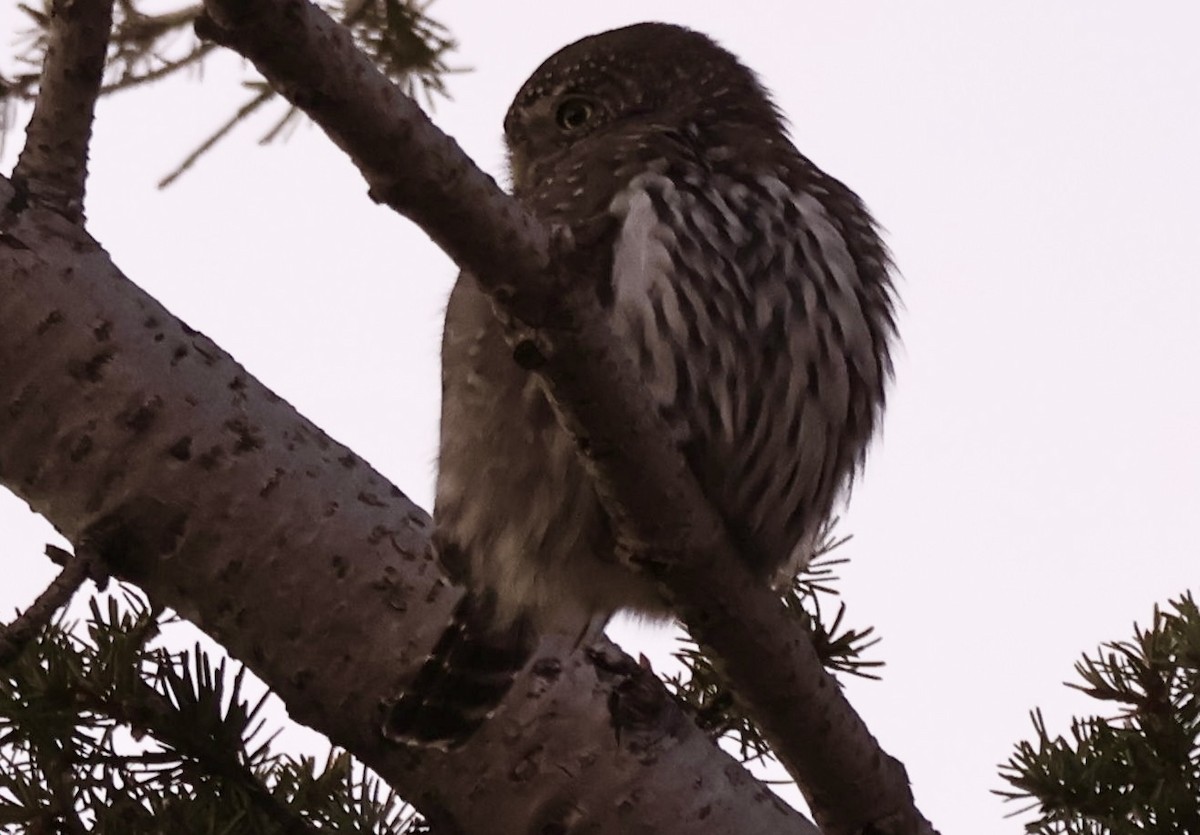Northern Pygmy-Owl - ML644887462