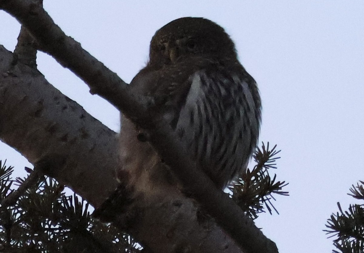 Northern Pygmy-Owl - ML644887463