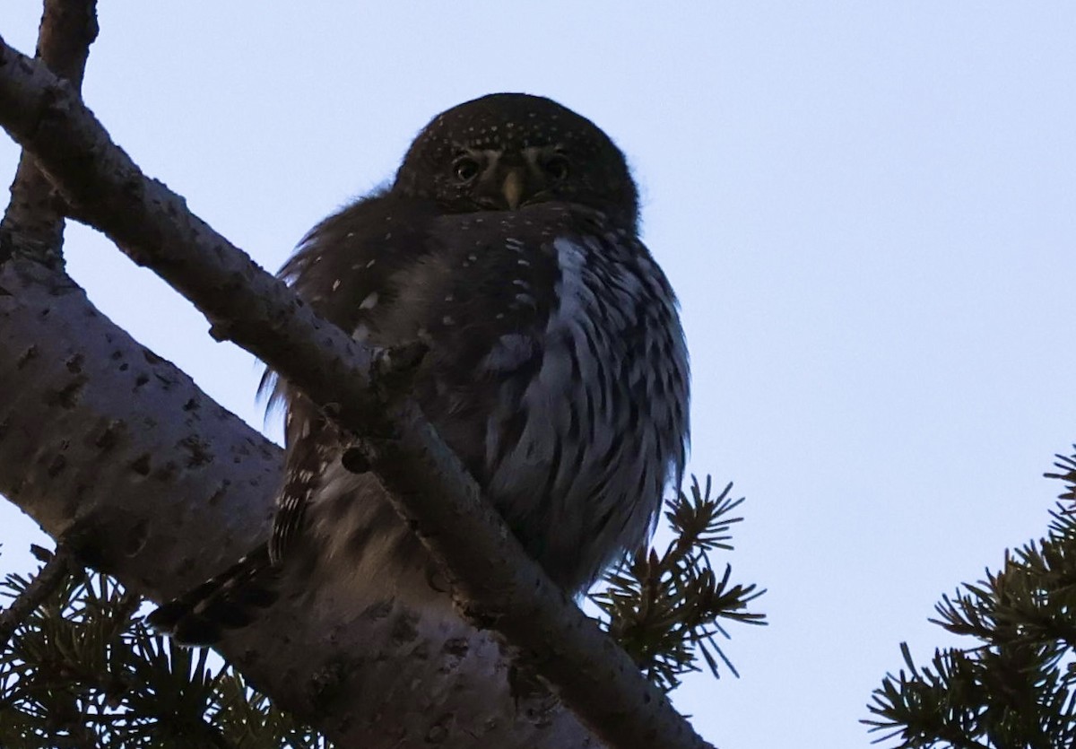 Northern Pygmy-Owl - ML644887464