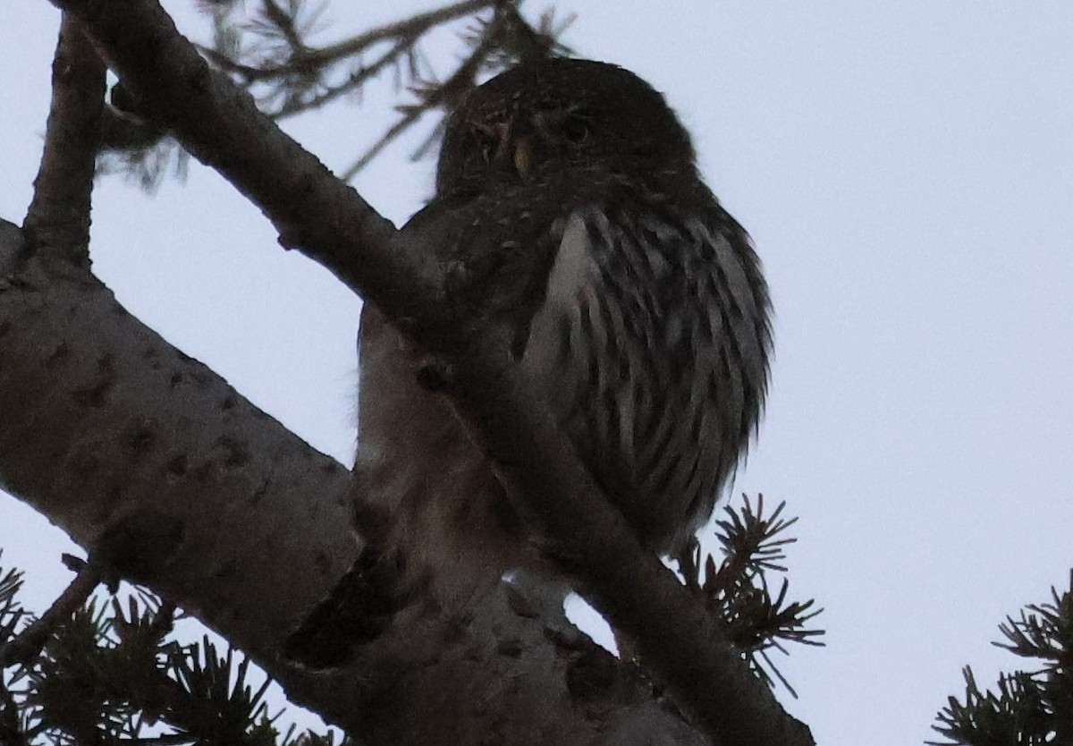 Northern Pygmy-Owl - ML644887465