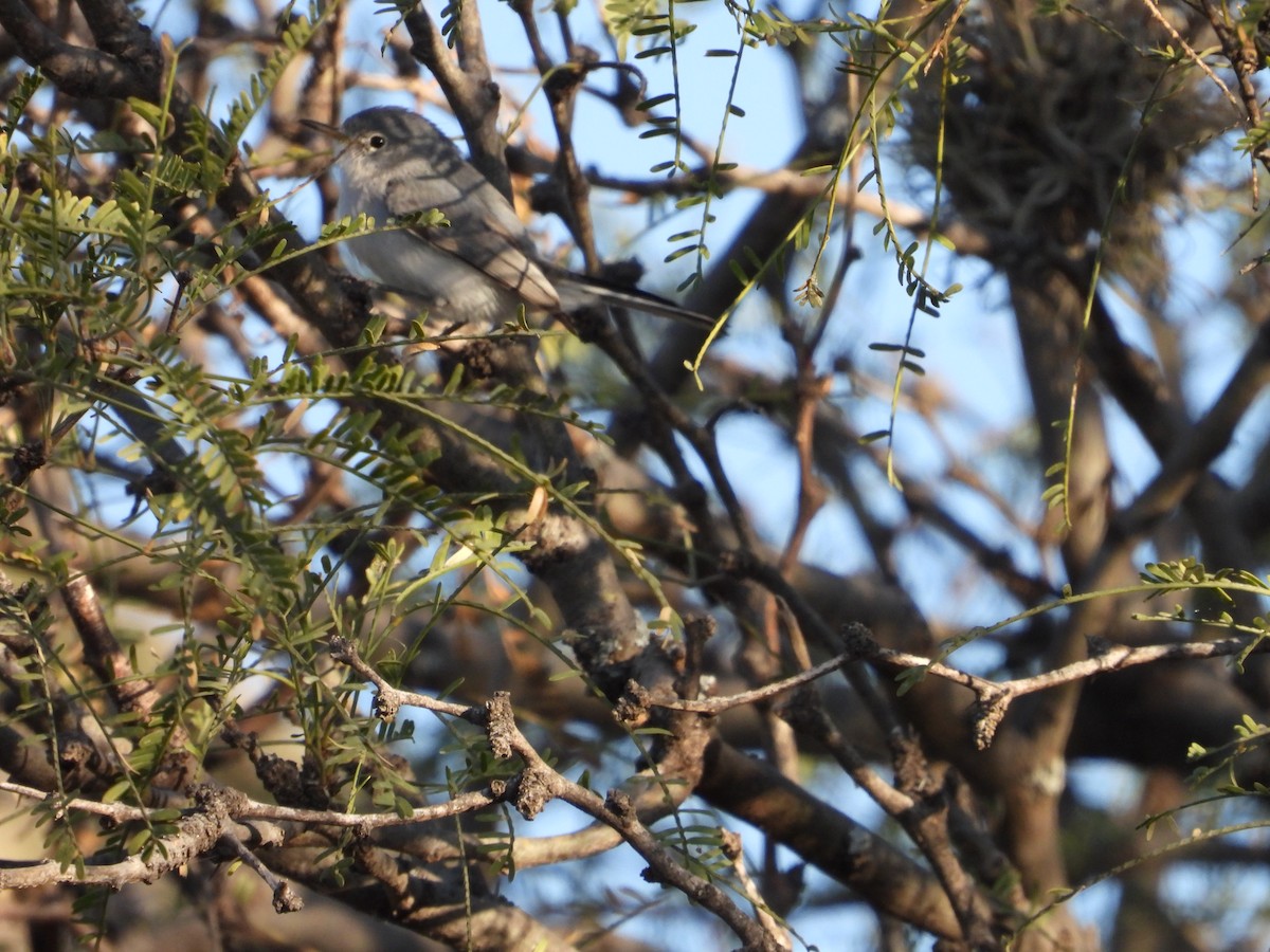 Голубая комароловка - ML644887469