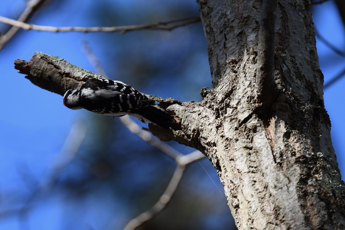 Dunenspecht - ML644887490