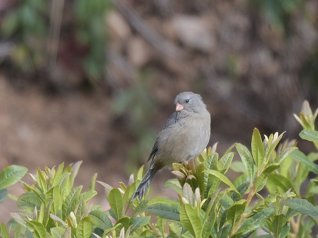 Plain-colored Seedeater - ML644887492