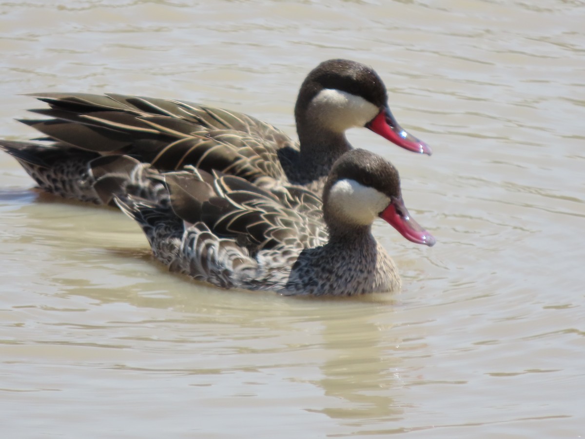 שרשיר אדום-מקור - ML644887523