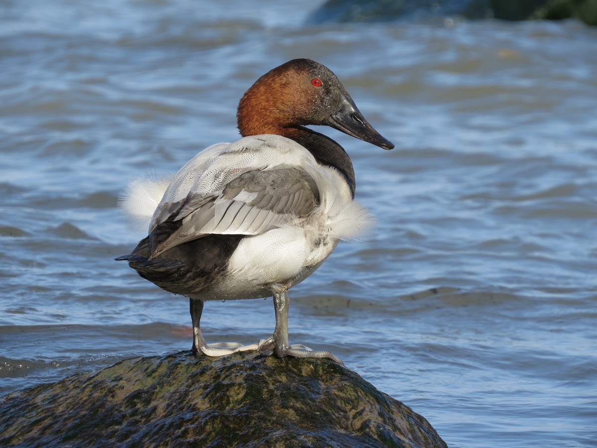 Canvasback - ML644887528