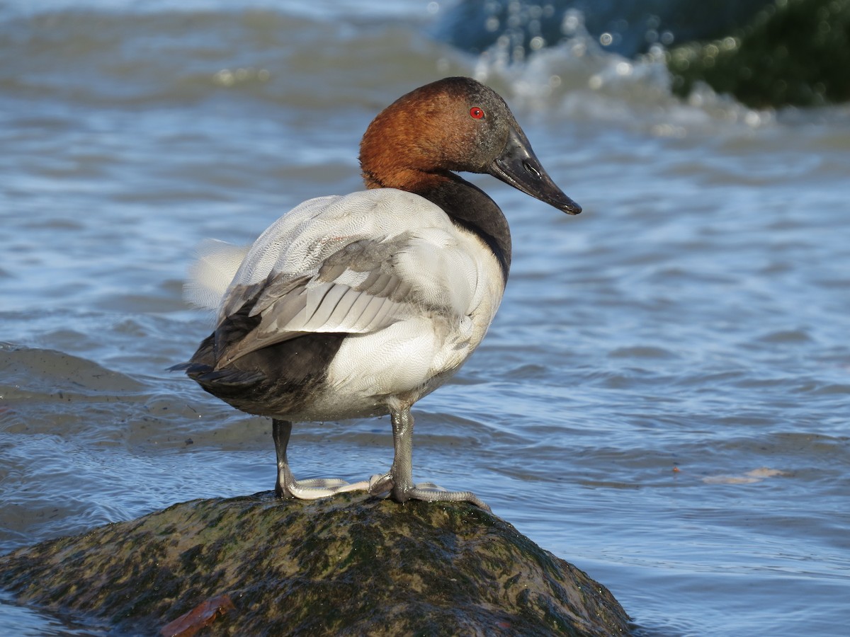 Canvasback - ML644887529