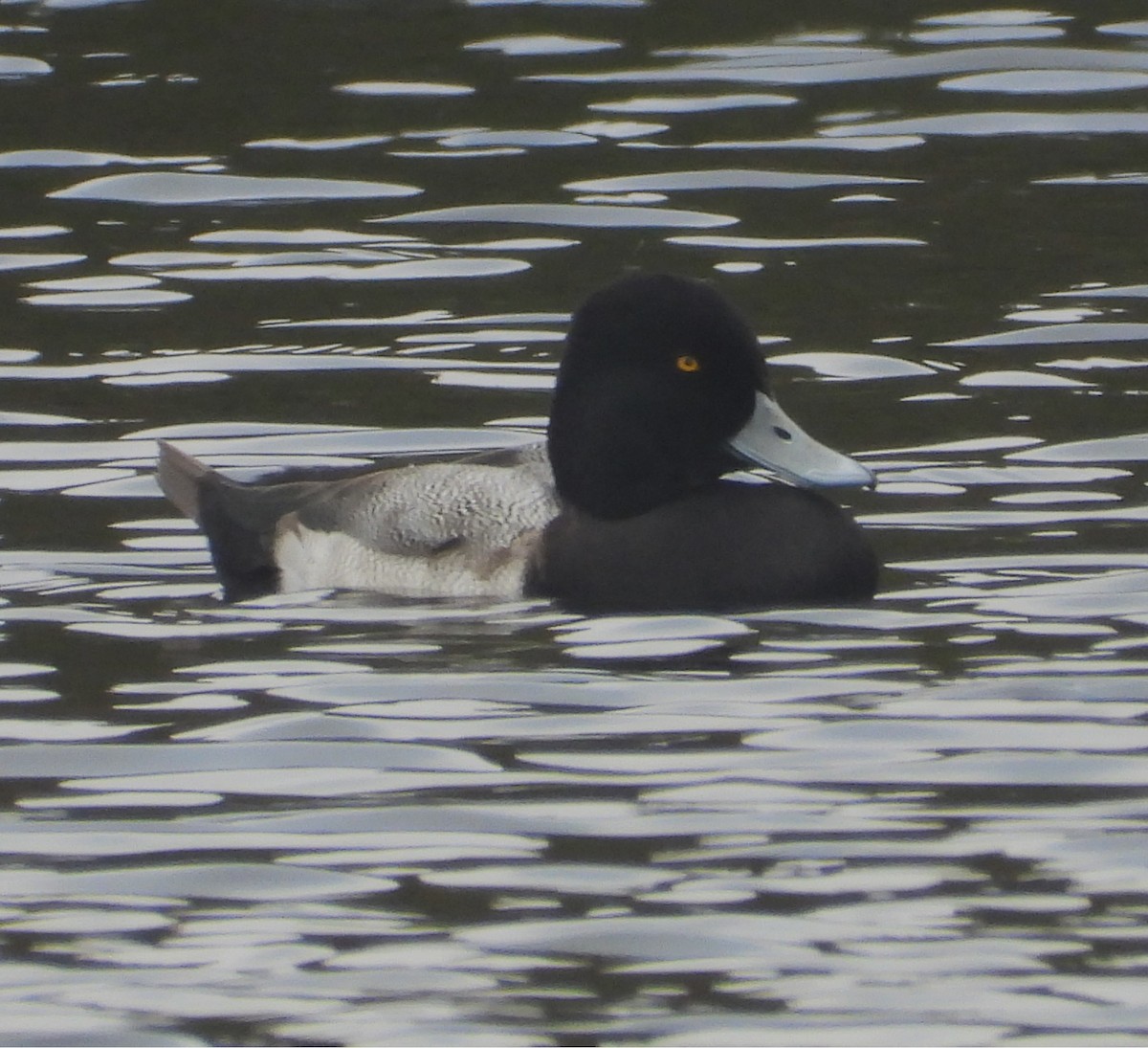 小斑背潛鴨 - ML644887565