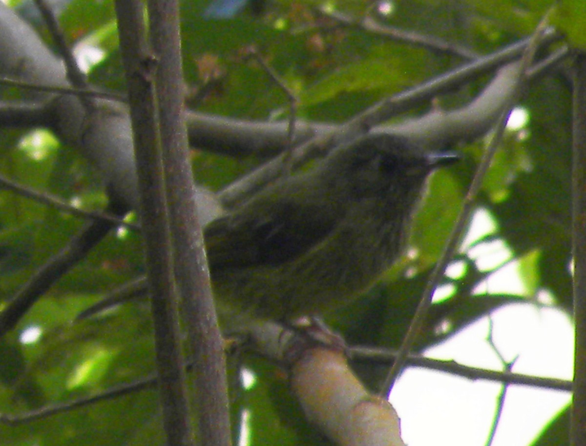 Olive-striped Flycatcher - ML644887582
