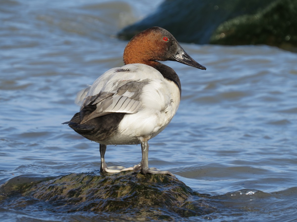 Canvasback - ML644887590