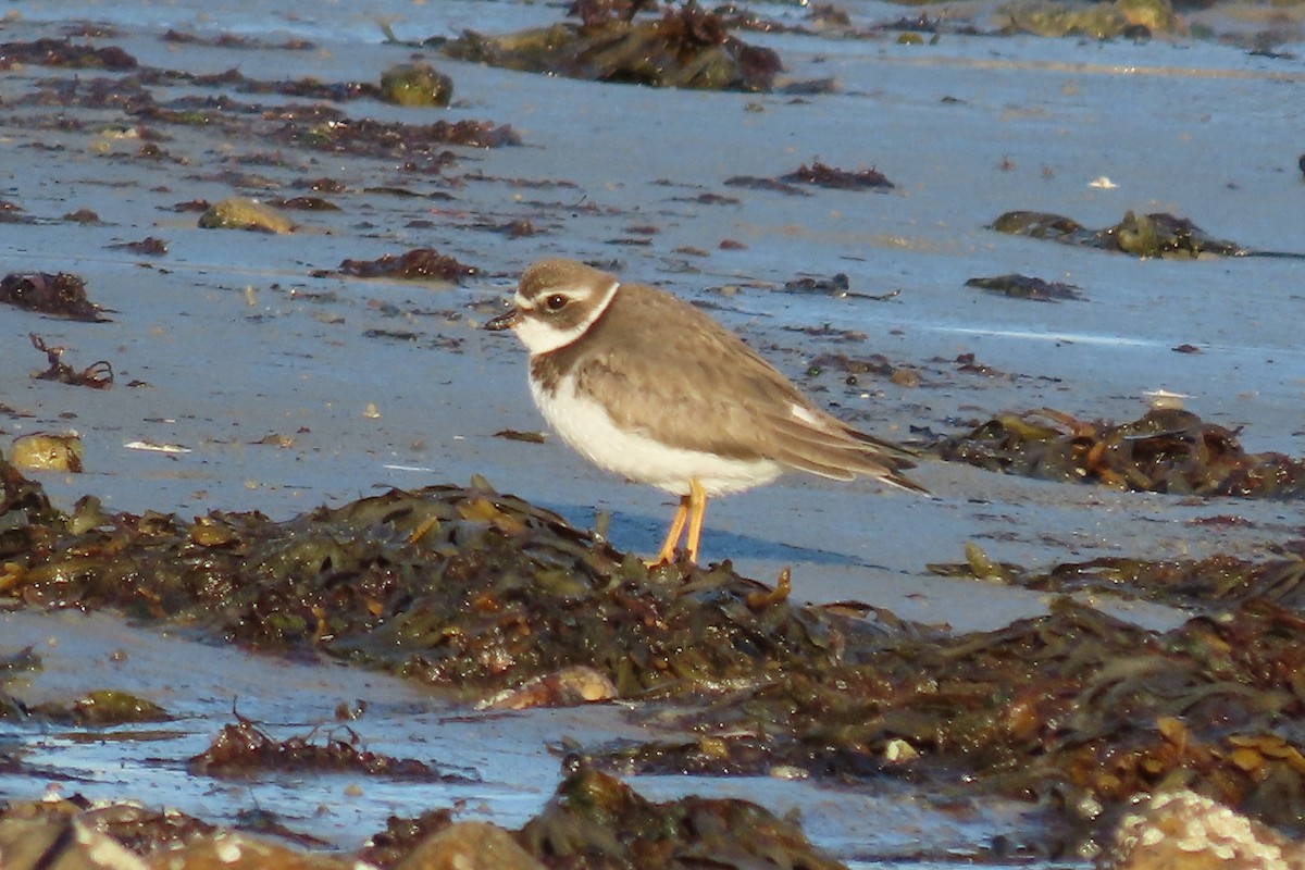 kulík kanadský - ML644887678