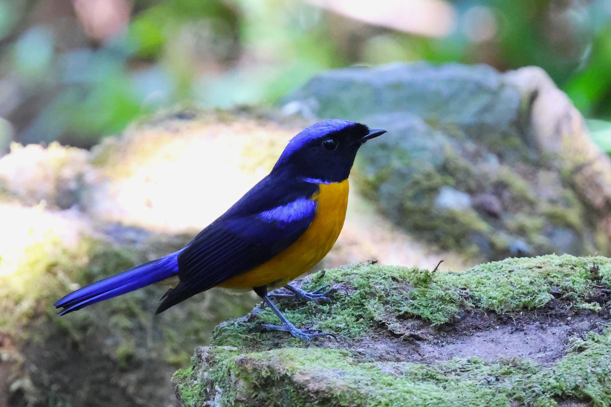 Rufous-bellied Niltava - ML644887691