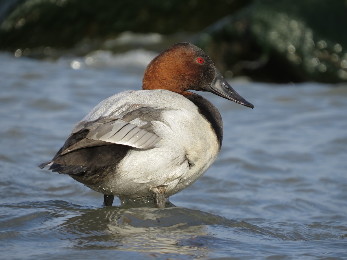 Canvasback - ML644887741