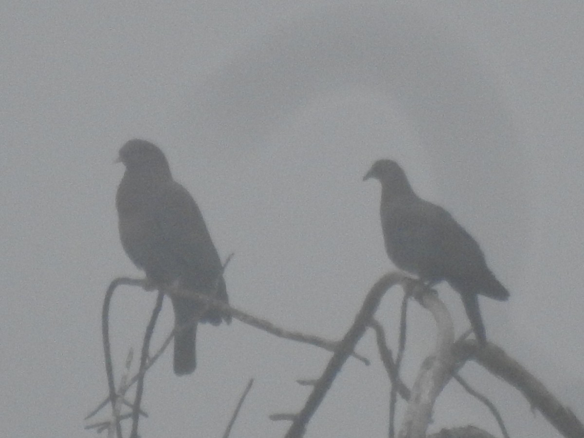 Red-billed Pigeon - ML644887750