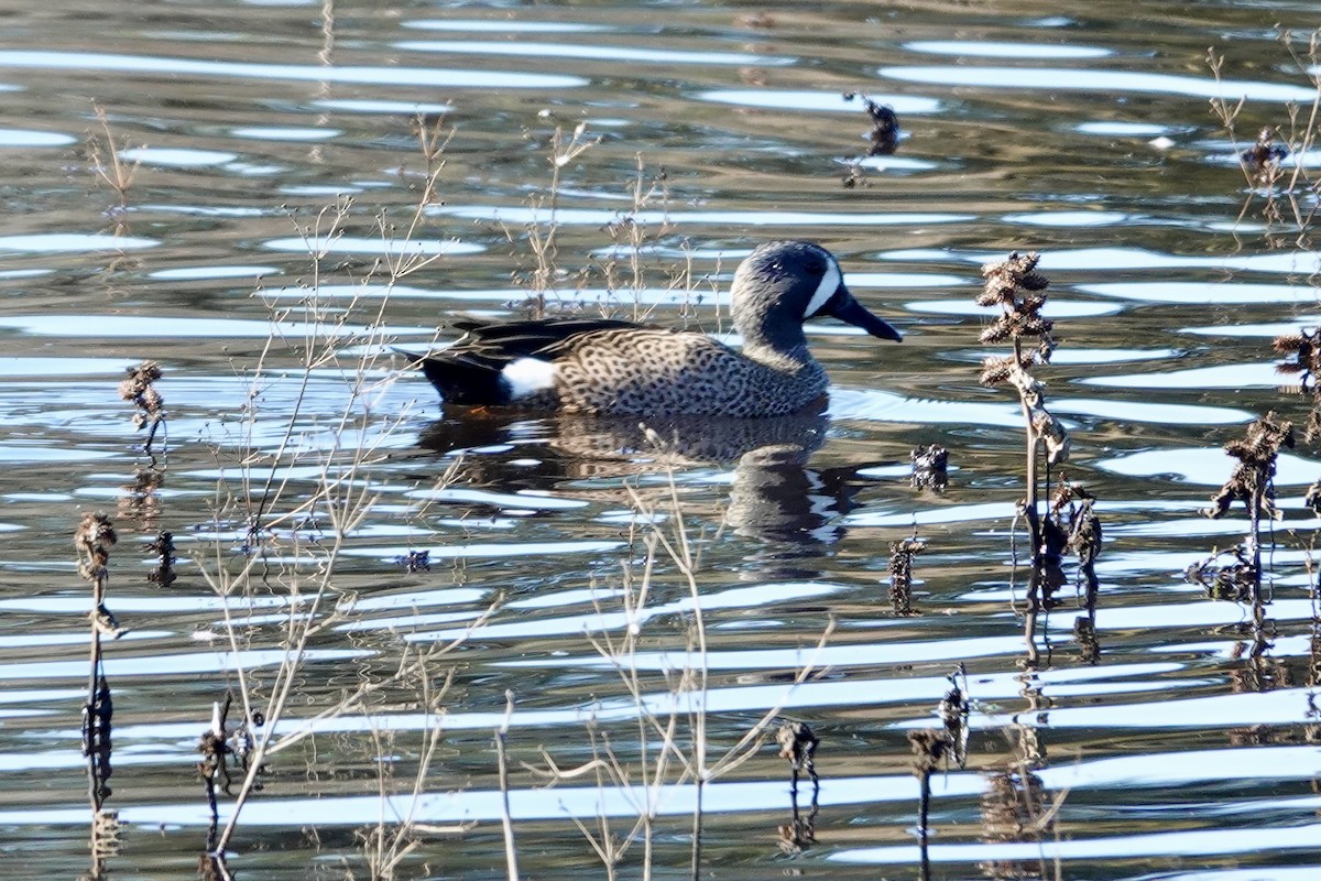 Zertzeta hegalurdina - ML644887765