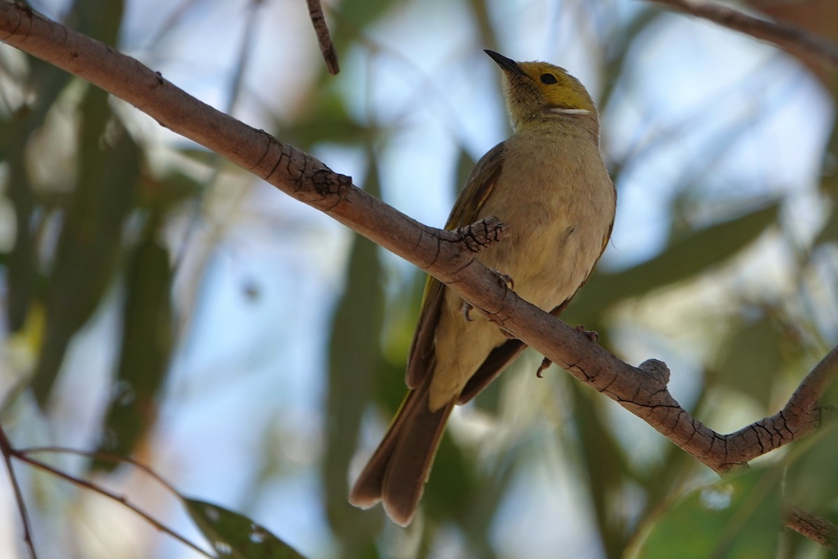 White-plumed Honeyeater - ML644887768