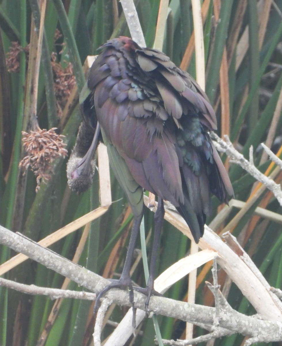 Beltzaran musuzuria - ML644887782