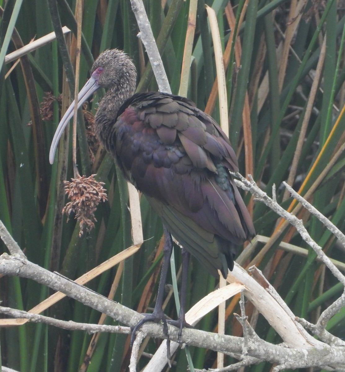 Beltzaran musuzuria - ML644887784