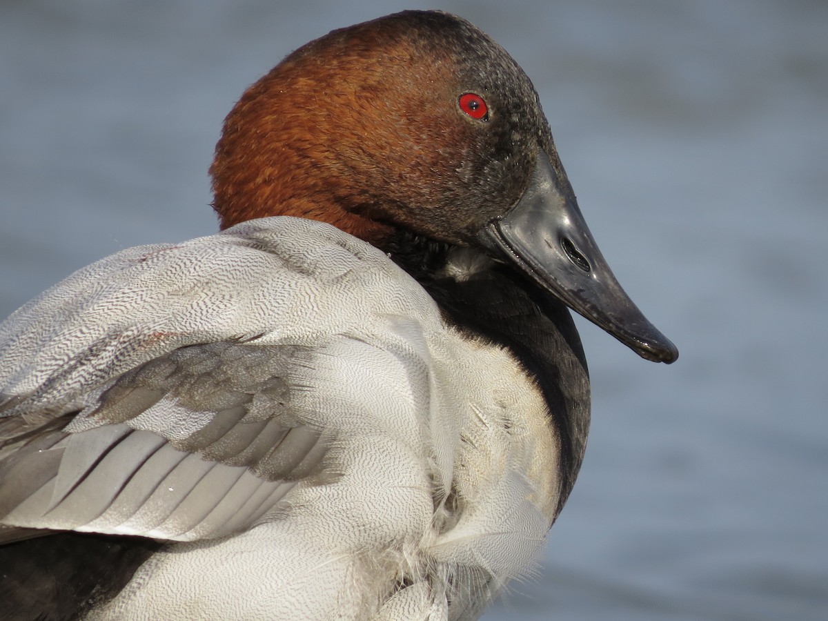 Canvasback - ML644887810