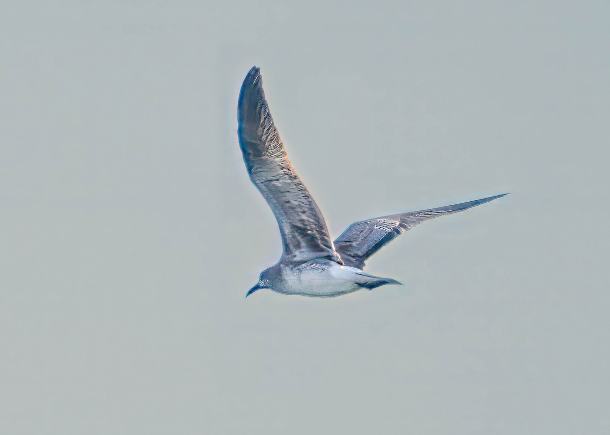 Laughing Gull - ML644887826