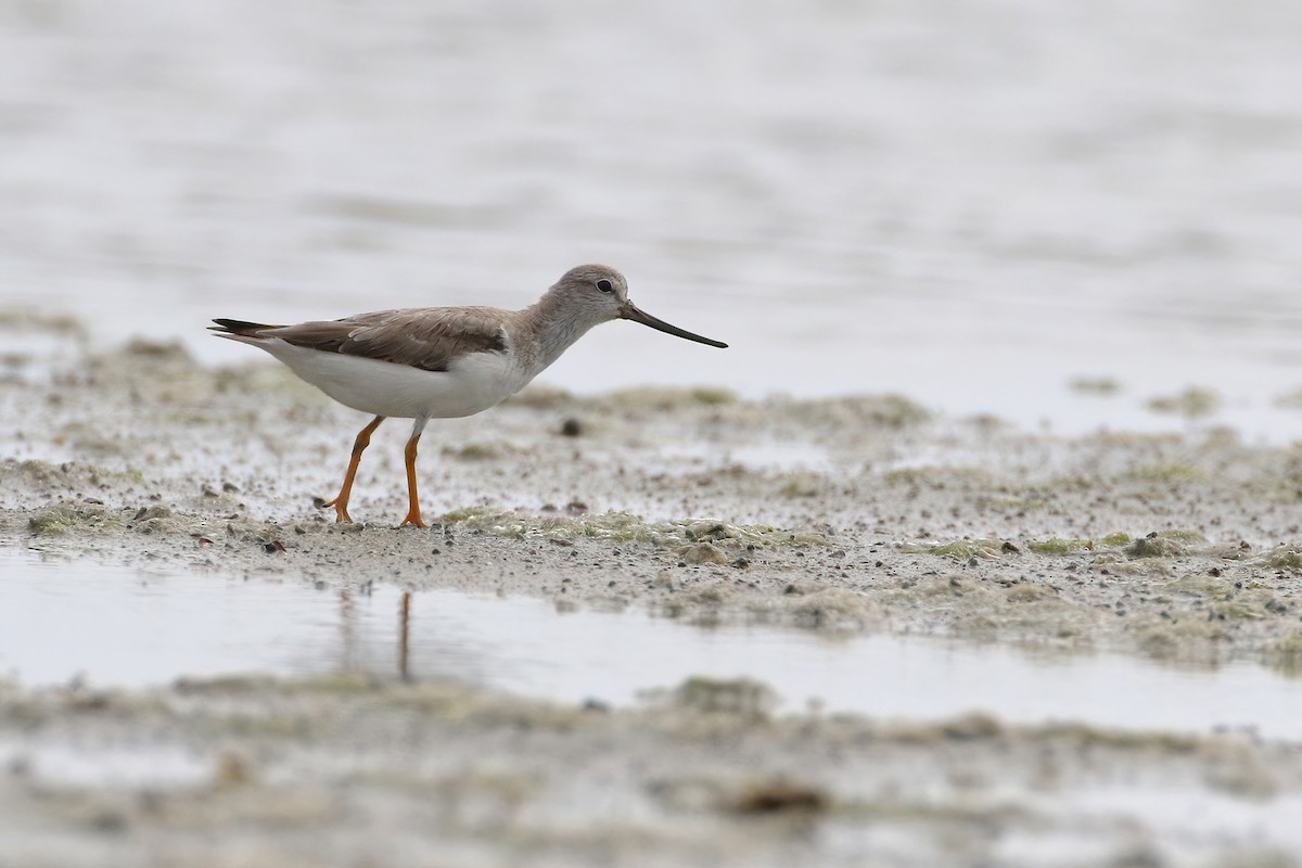 Terek Sandpiper - ML644887842