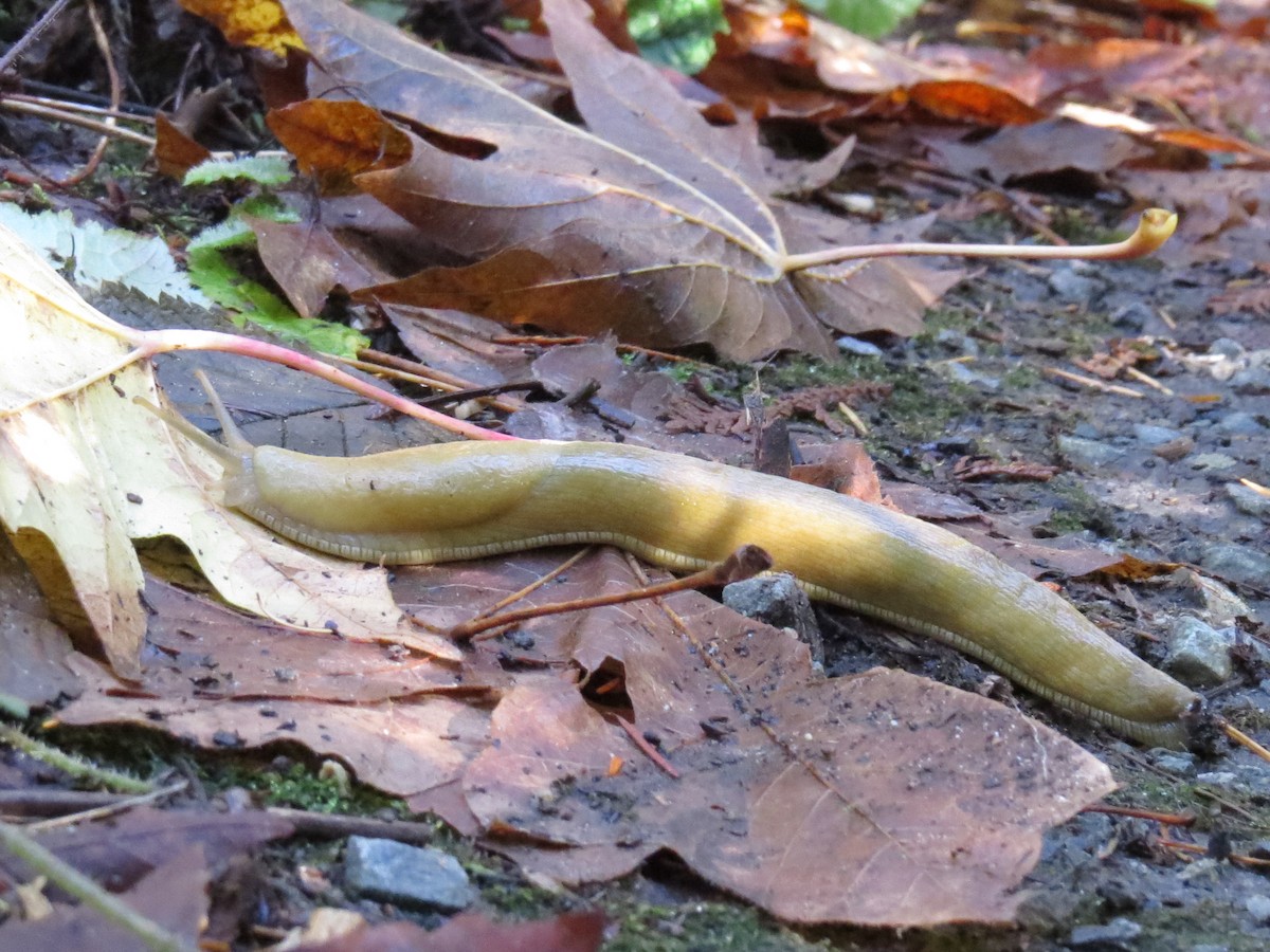 Animals - ML644887878