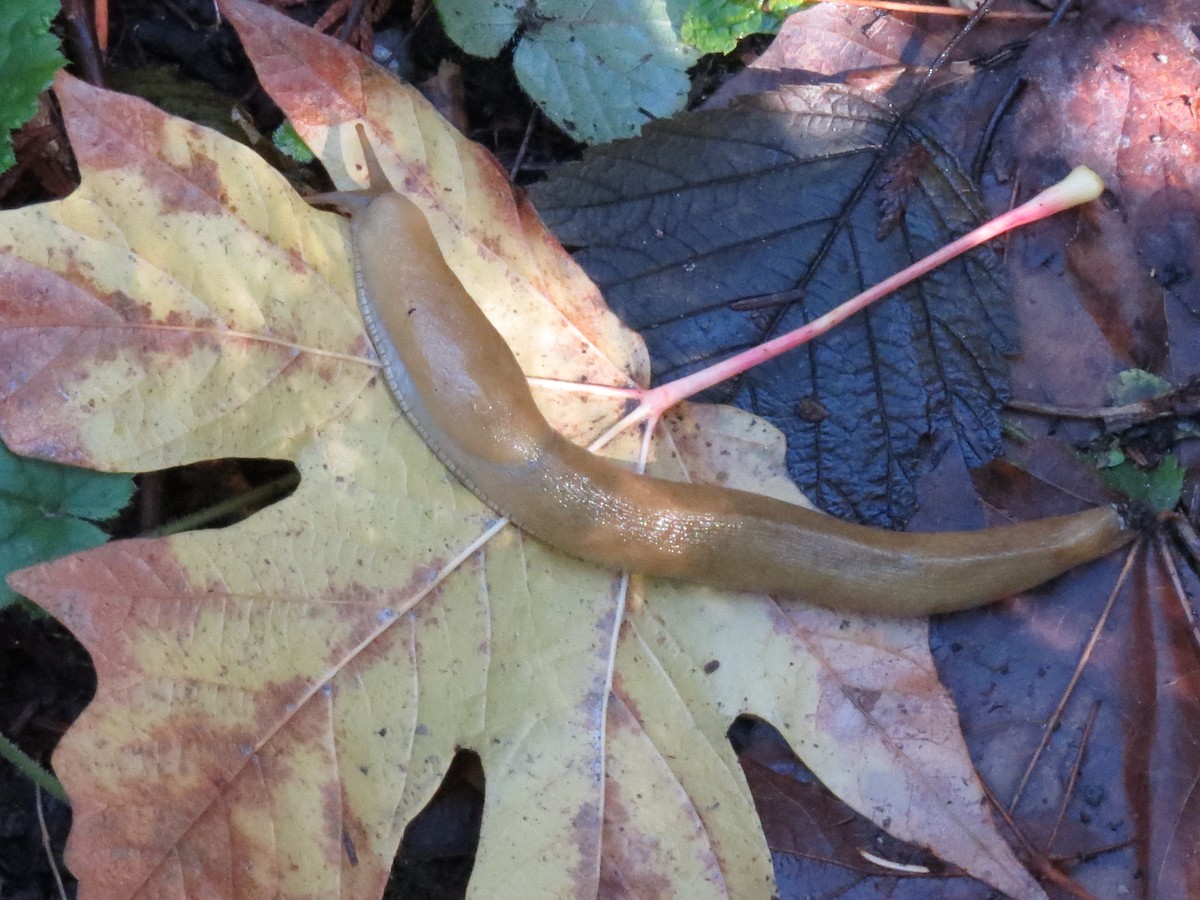 Animals - ML644887879