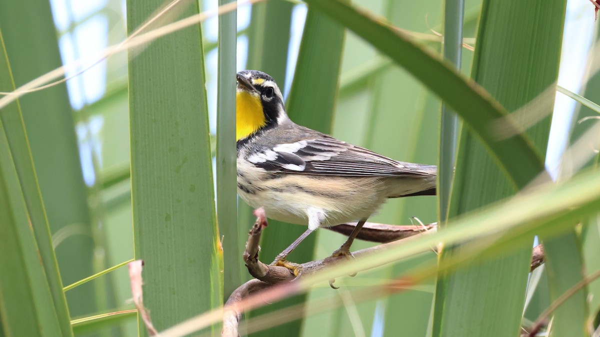 Paruline à gorge jaune - ML644887893