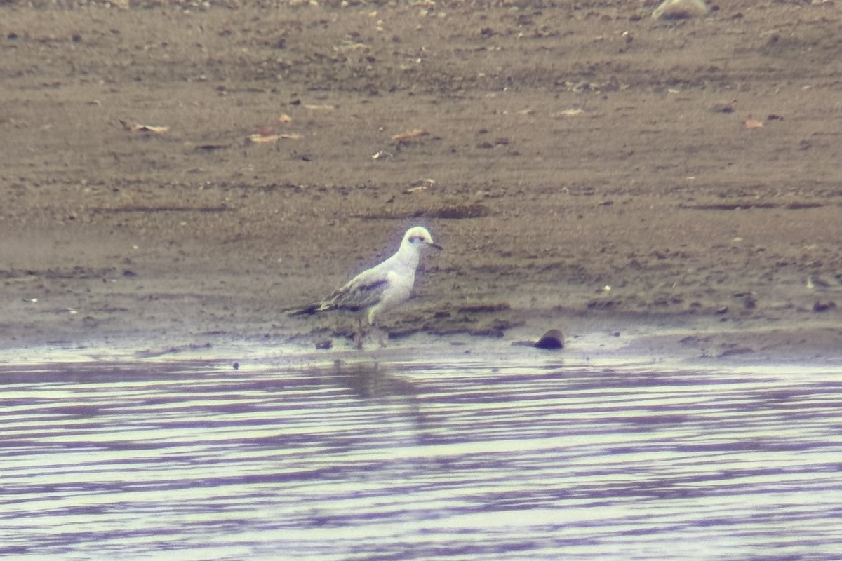 Bonaparte's Gull - ML644887905