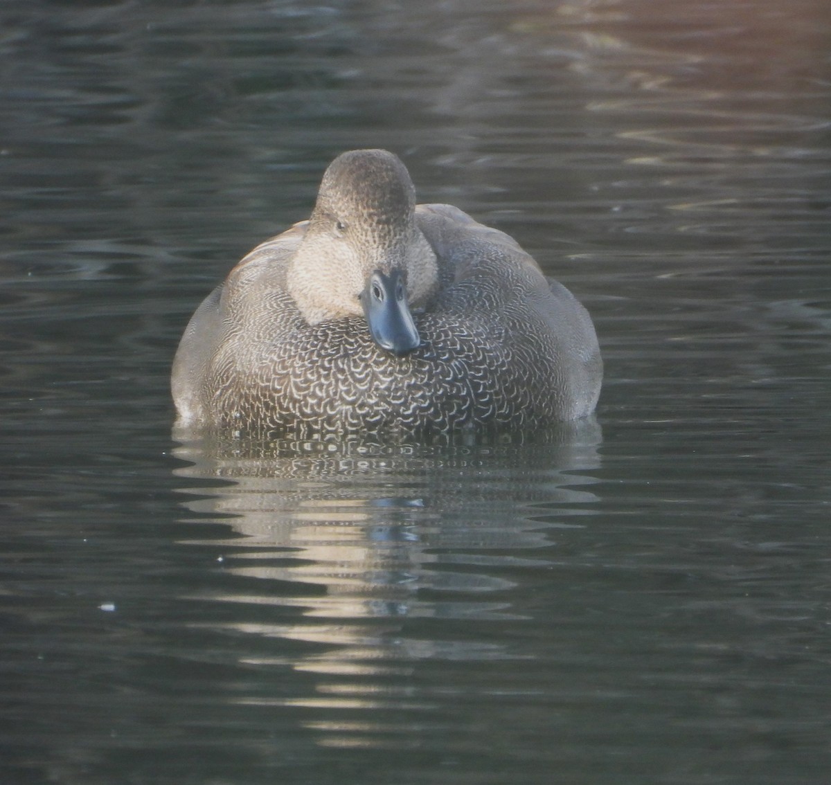 Gadwall - ML644887916