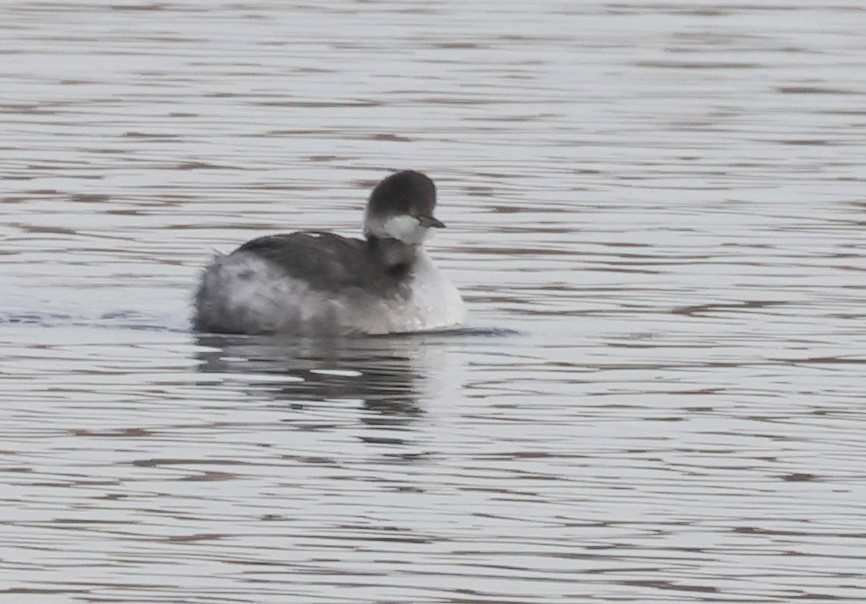 Eared Grebe - ML644887949
