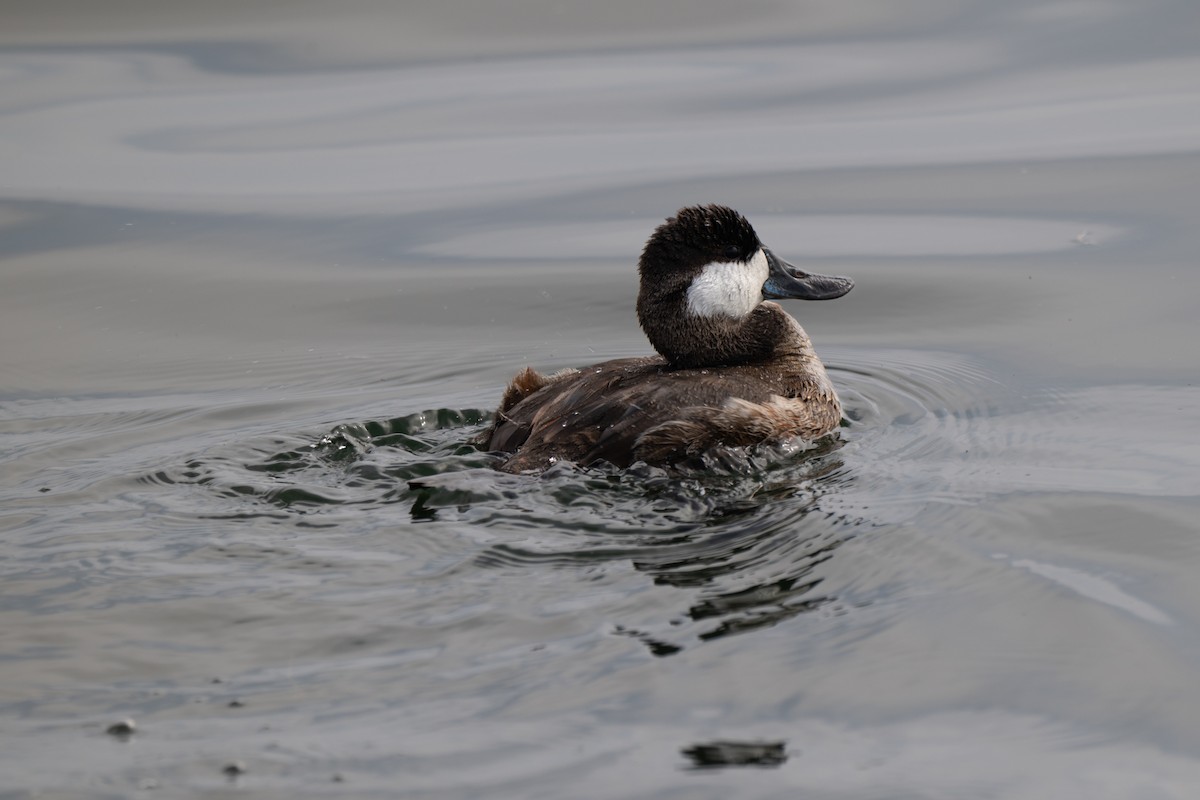 Ruddy Duck - ML644887954