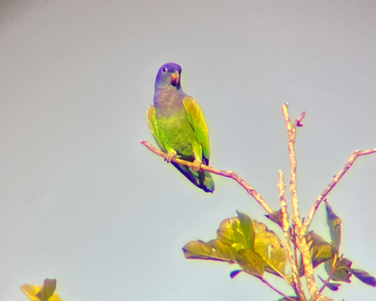 Blue-headed Parrot - ML644887964