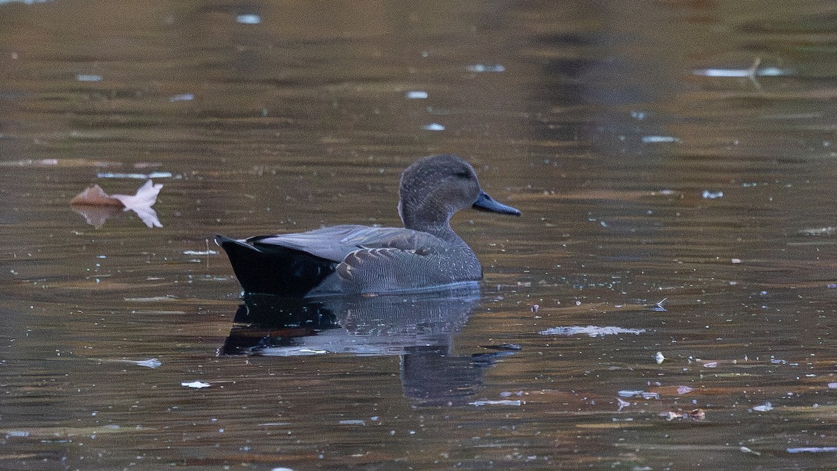Gadwall - ML644887970