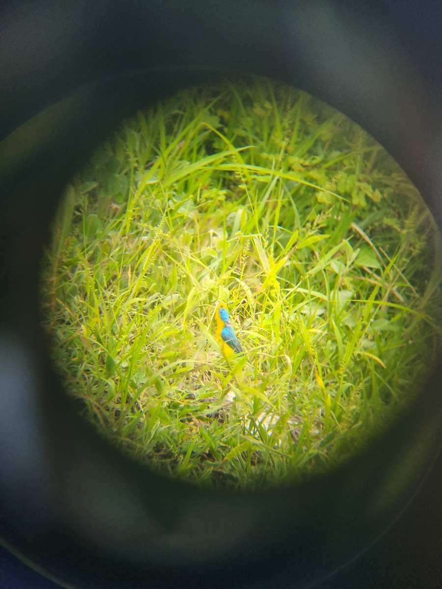 Blue Bunting - ML644887976