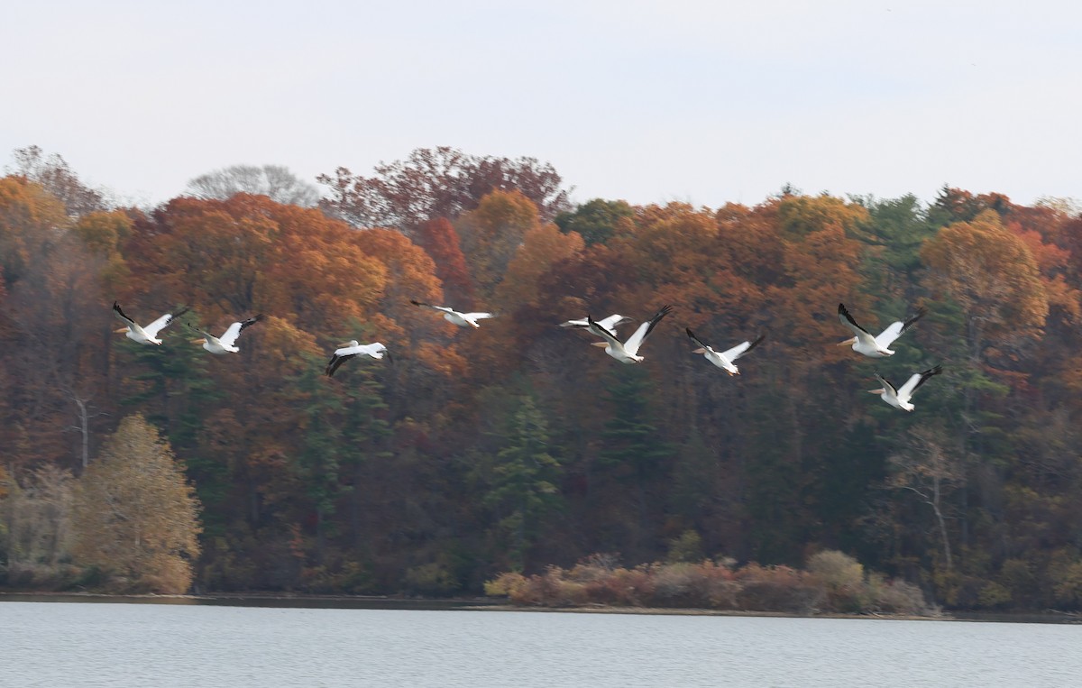 American White Pelican - ML644887988