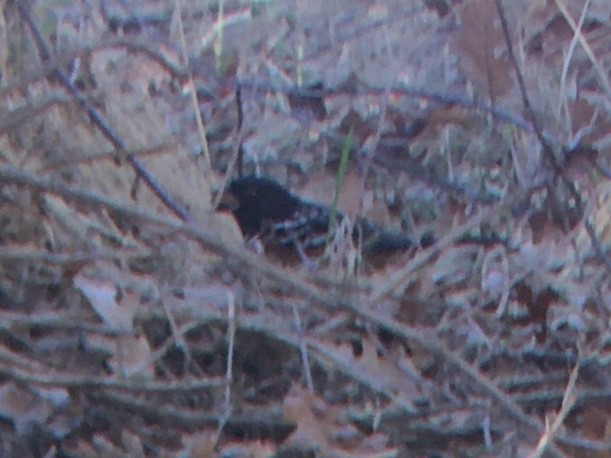 Spotted Towhee - ML644887991