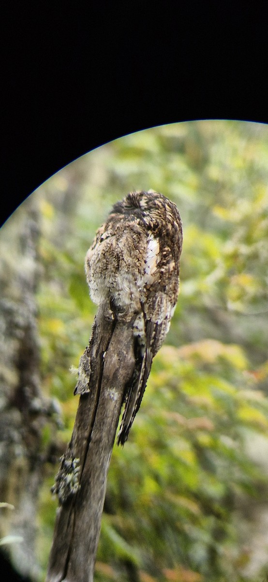 potu andský - ML644887993