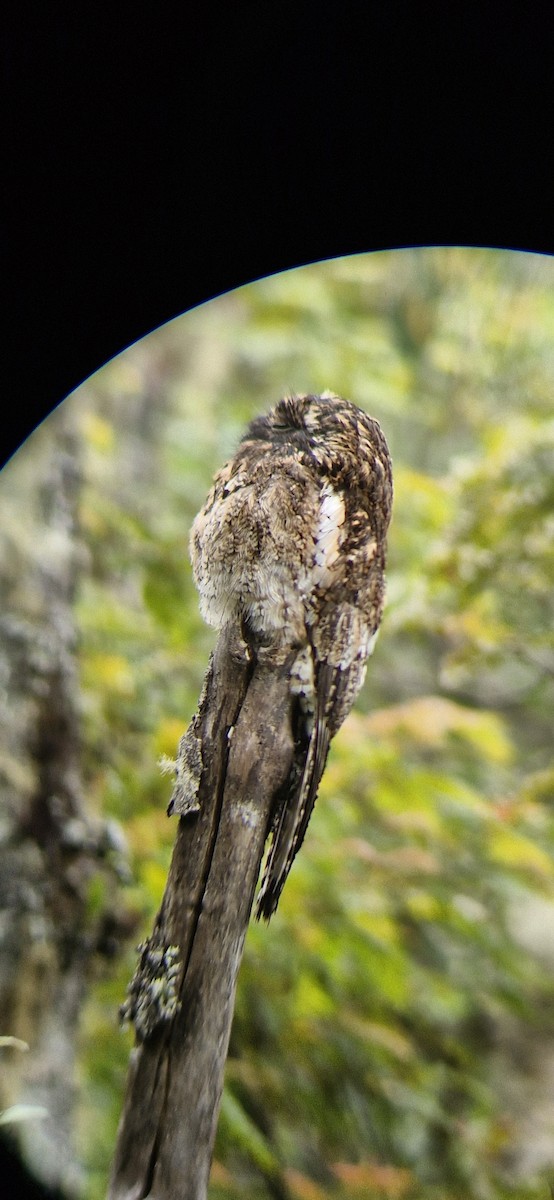 potu andský - ML644887995