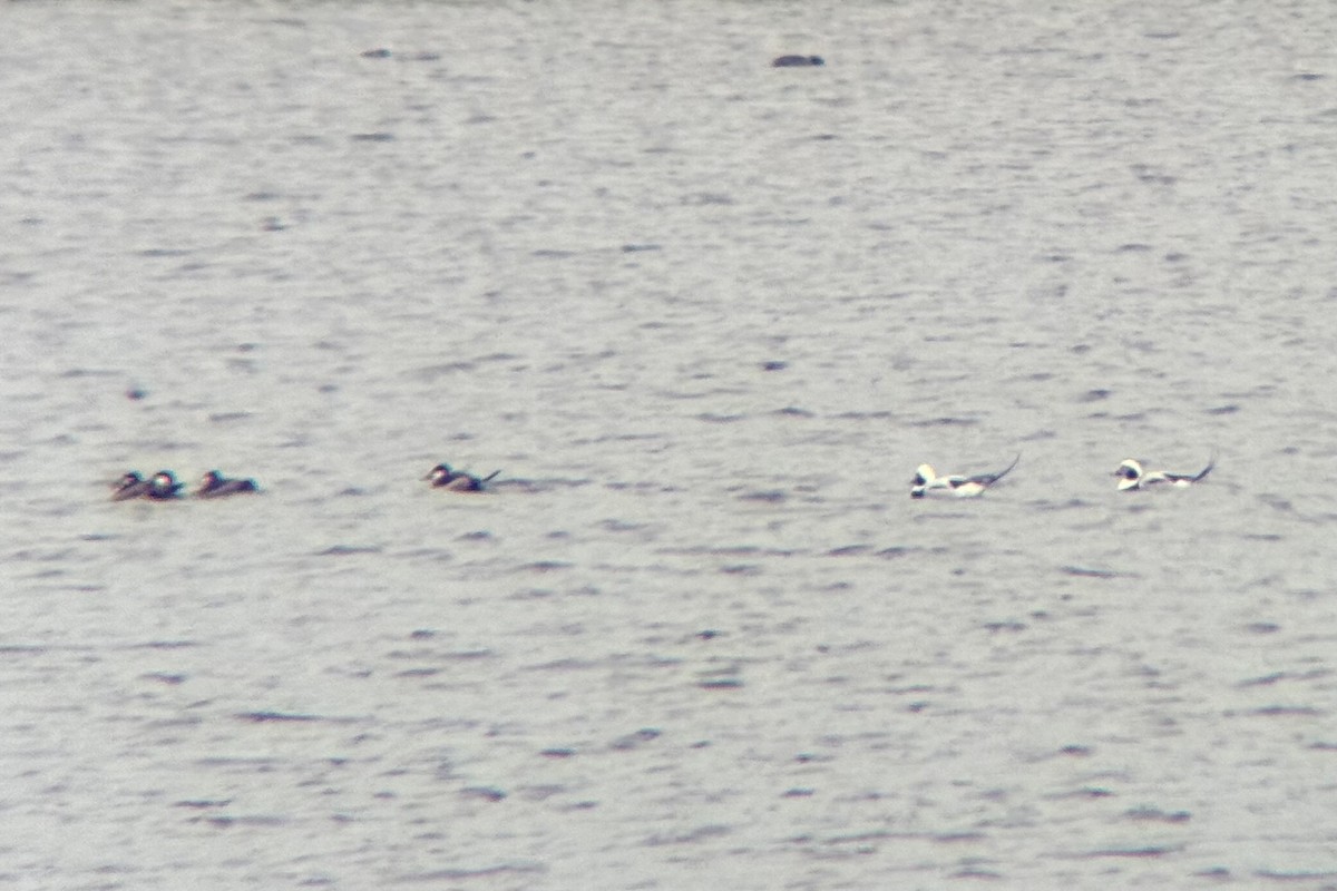 Long-tailed Duck - ML644888003