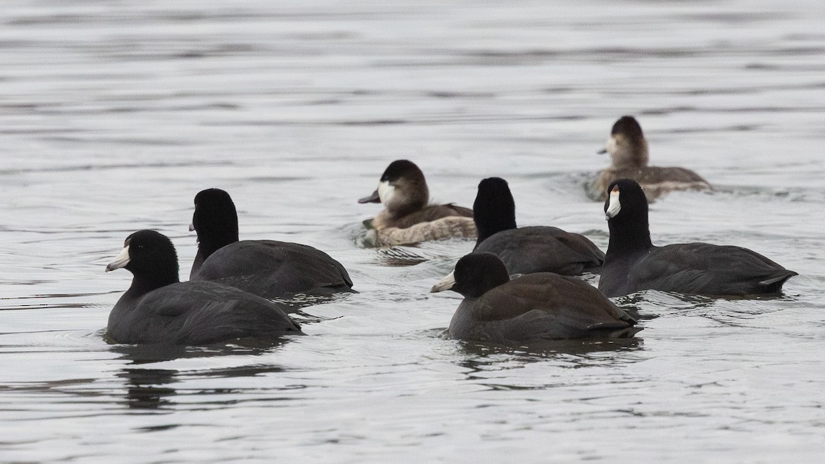 Ruddy Duck - ML644888019