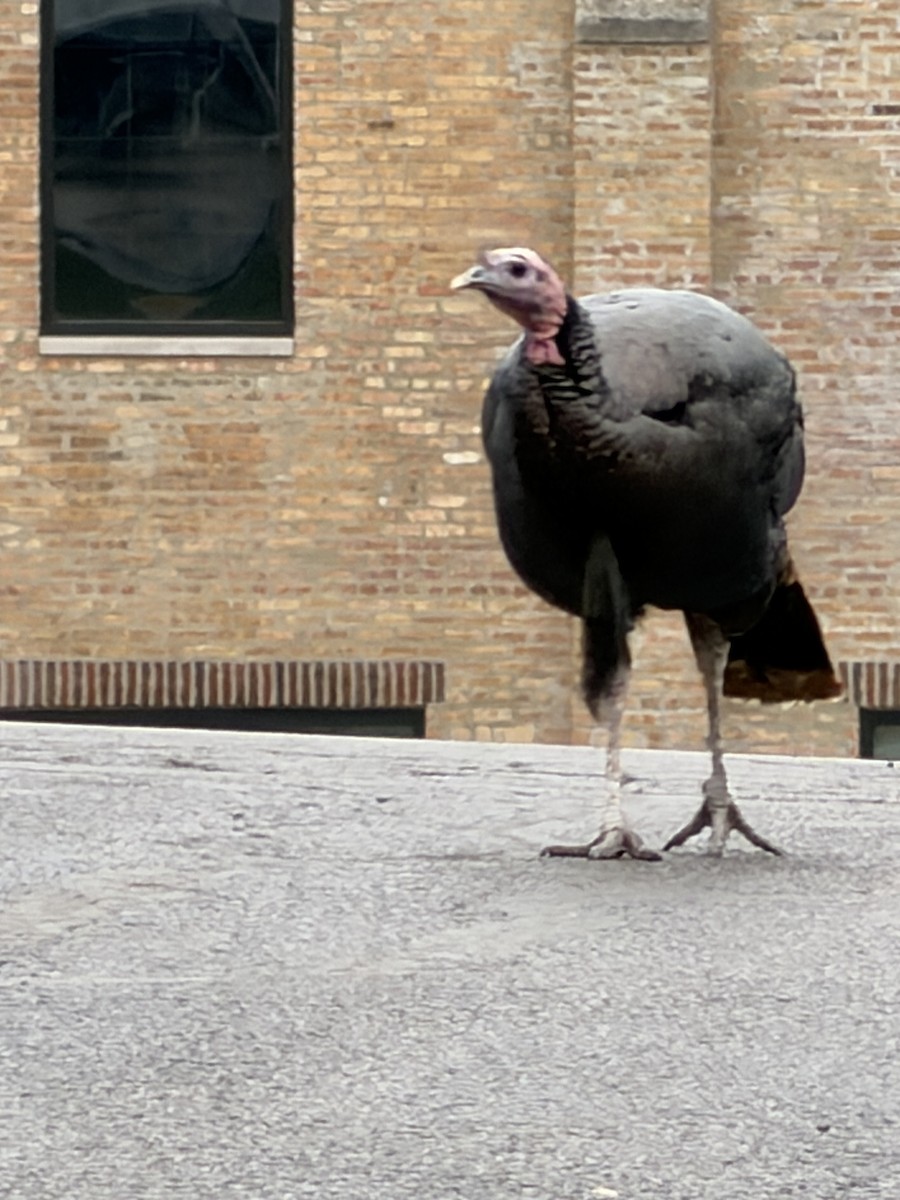 Guajolote Gallipavo - ML644888026