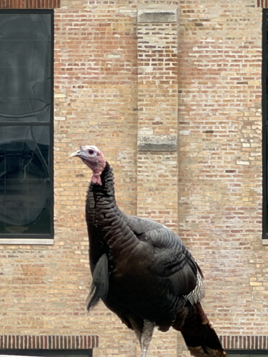 Guajolote Gallipavo - ML644888028