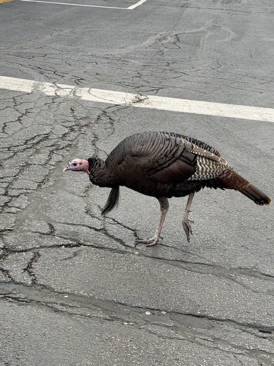 Guajolote Gallipavo - ML644888029